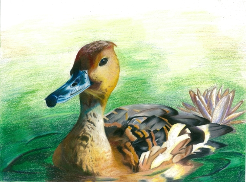 A colored pencil drawing of a fulvous whistling duck in 3/4 view. The background is green and yellow. There is a water lily in the background behind the duck.