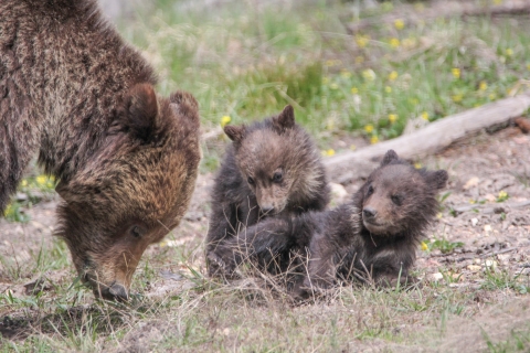 Grizzly bear sow and two cubs