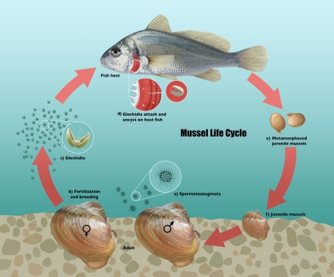 Freshwater Mussel Lifecycle