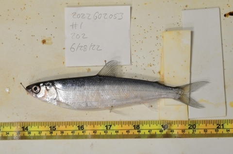 fish laid near measuring tape