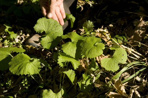 A hand examines a green plant with heart shaped leaves