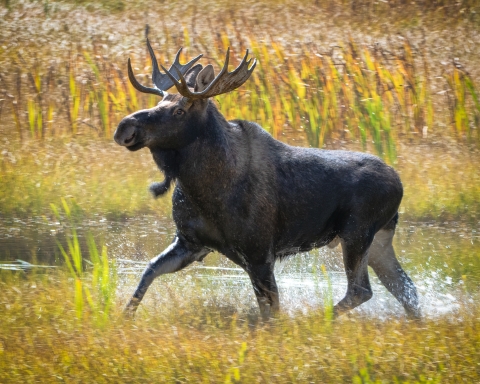 A bull moose runs through a wetland
