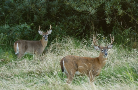 Two deer with antlers stand in tall grass on the outskirts of a forest.