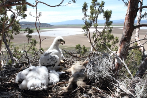 Golden eagle nestlings with black-tailed jackrabbit, Butte Valley, California. Credit: Brian Woodbridge.