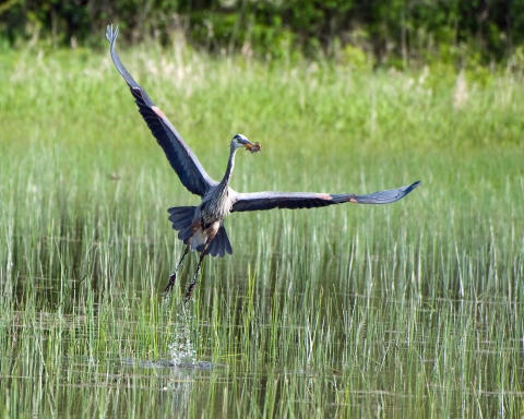 a large bird with outstretched wings flies low over a grassy wetland