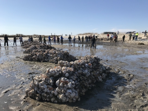 Bagged shell breakwaters in the foreground and a line of people passing bags in the background