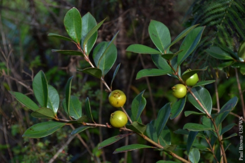 Strawberry Guava Tree