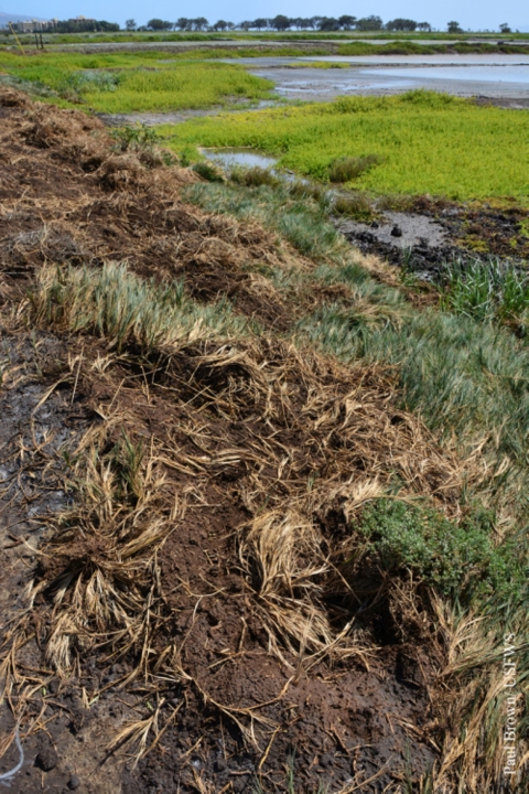 Dug up dirt and holes that were caused by feral pigs