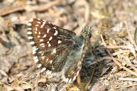 a brown butterfly with white speckles on the ground