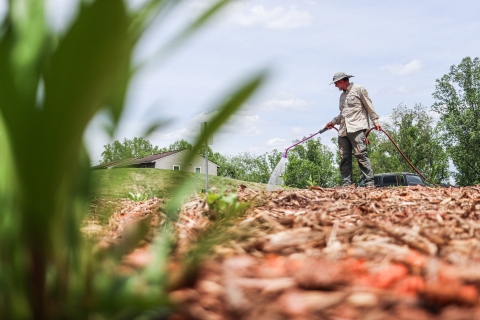 One person holding a hose, watering plants