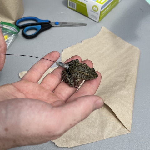 Small gopher frog held in the right hand of a scientist equipped with a telemetry tag