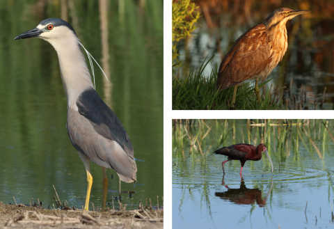 Black-crowned night heron, American bittern and White-faced ibis. Photo Credit: Sandra Uecker/USFWS
