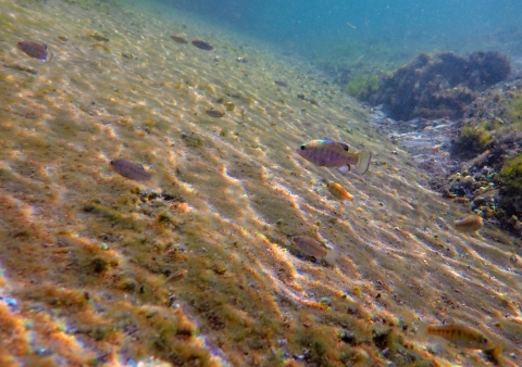 Blue-tinted fish in shallow water with tan pebble-like surface. Water is blue green towards the top.
