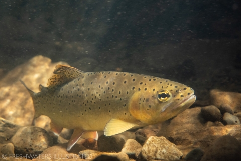 A close-up underwater shot of an Apache trout swimming