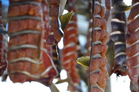 Salmon fillets hanging to dry 