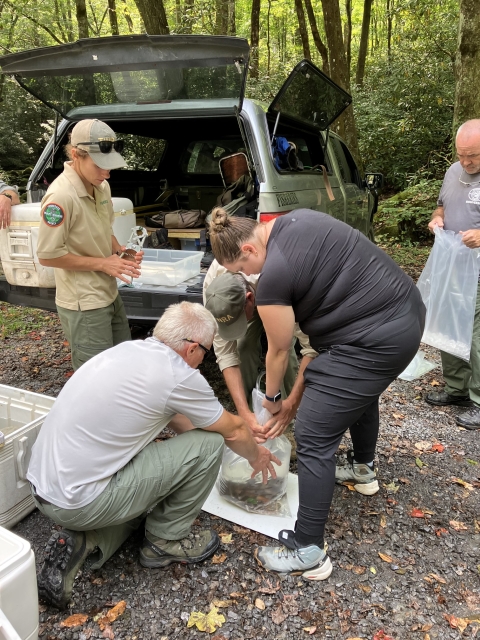 Southern Appalachian brook trout are placed into a water-filled plastic bag for transport. 