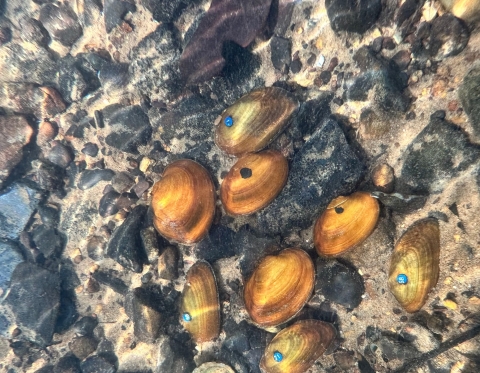 Tagged Mussels in Big Canoe Creek