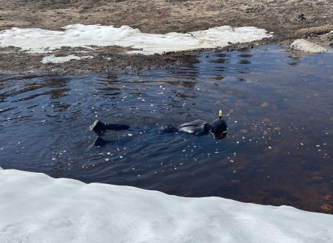 A snorkeler surveys Taylor and Tallac creeks for invasive weeds. Snow covers the creek bank. 