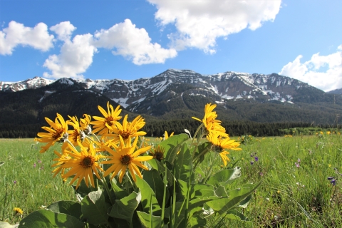 A closeup of a yellow flower with mountains in the background.