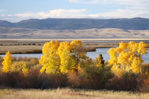 Yellow aspen trees are shown next to a lake with mountains in the background.