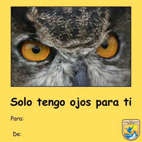 Gráfico de una tarjeta amarilla del Día de San Valentín con una foto de los ojos amarillos de un búho cornudo (Bubo virginianus). Texto debajo que lee “solo tengo ojos para ti” y “para y de.” Logotipo del Servicio para Peces y Vida Silvestre de los Estados Unidos (USFWS) en la esquina inferior derecha.
