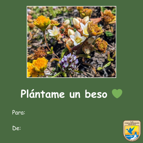 Gráfico de una tarjeta verde del Día de San Valentín con una foto de una dudleya de la Isla Santa Cruz. Texto debajo que lee “plántame un beso” con un emoticón de un corazón verde. Logotipo del Servicio para Peces y Vida Silvestre de los Estados Unidos (USFWS) en la esquina inferior derecha.