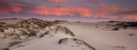 A panorama of pink clouds in a purple sky over a bright-lit series of windblown sand dunes with some low vegetation about