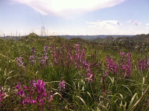 Wildflowers with Missouri River Breaks in background