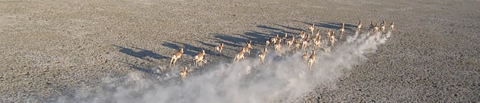 Herd of American Pronghorn