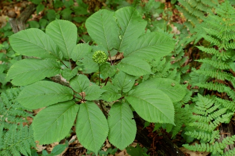 a green leafy plant on the forest floor
