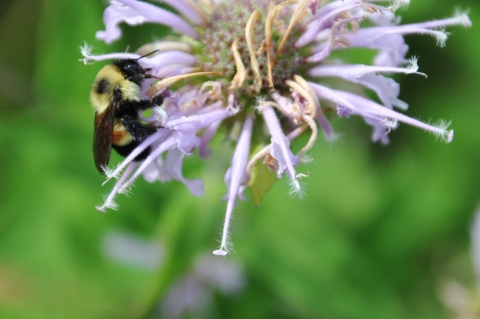 Rusty patched bumble bee on wild bergamot