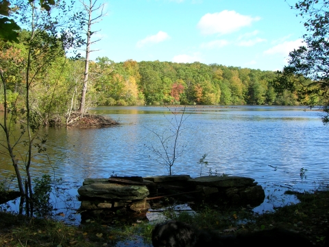 View of a pond in the forest