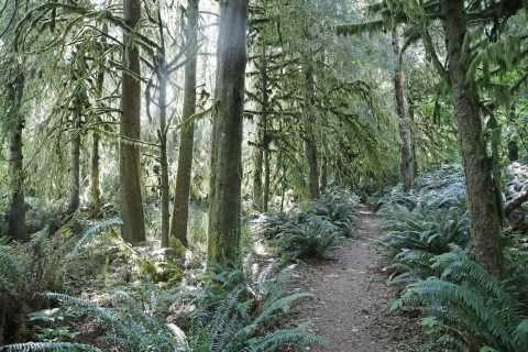 Sun breaks through moss-covered trees in a forest with a floor of ferns