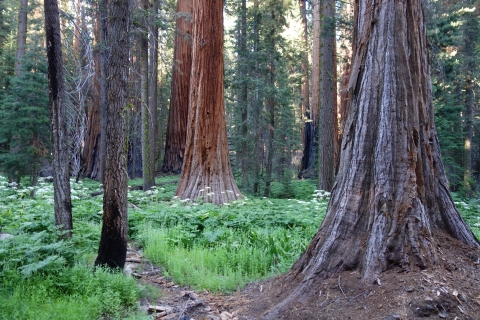large evergreen trees rise up from a meadow of green and white flowers