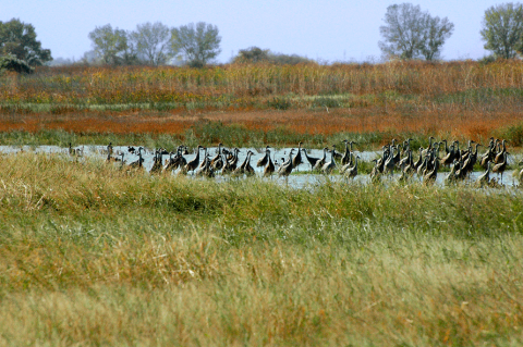 A group of long-necked, long-legged birds stand in the water surrounded by marsh vegetation. 