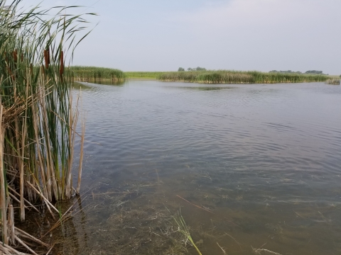 Lake Nettie NWR Wetland