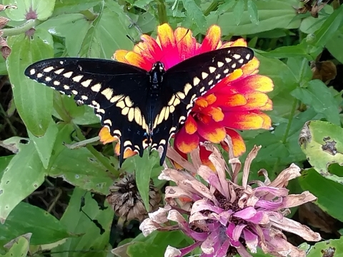 black swallowtail butterfly