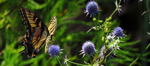 A butterfly hovering over a plant with round, spiky, blue flowers in bloom
