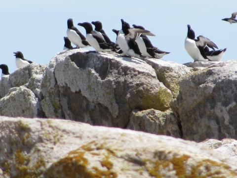 Razorbills at Matinicus Rock