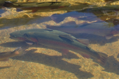 Rainbow trout at Chattahoochee Forest National Fish Hatchery