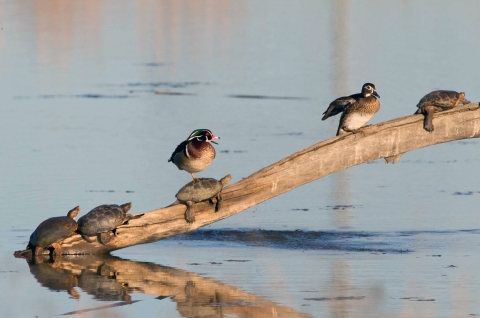 Four turtles are sitting on a log and one of them has a wood duck sitting on it. 