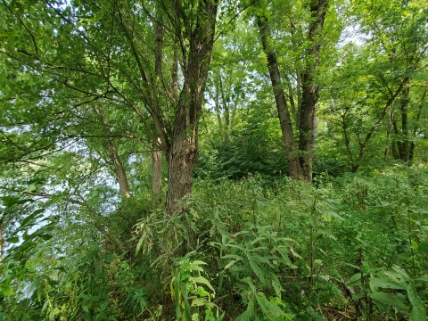 Fish Creek Island, trees and understory.