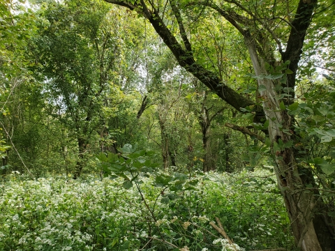 Forest and meadows reclaiming Mill Creek Island
