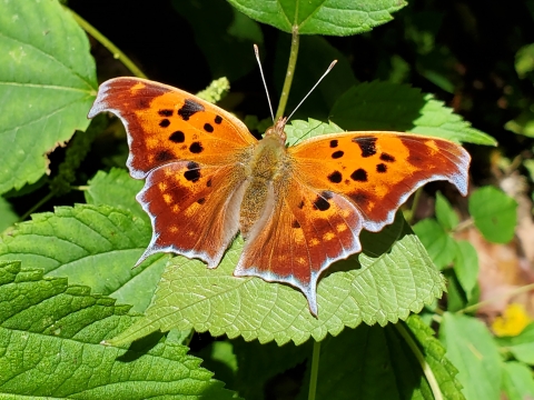 A Question mark Butterfly in the woods on Letart Island