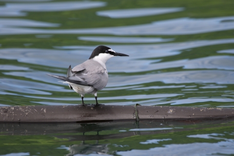 Aleutian tern on kelp in the water