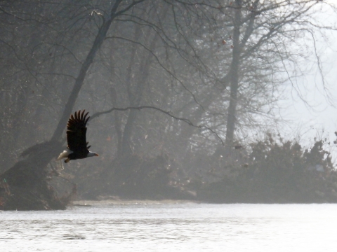 Bald Eagle at Neal Island