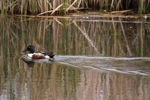 Male Northern Shoveler observed at J Clark Salyer National Wildlife Refuge