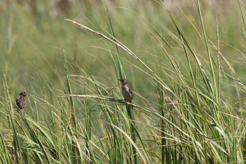Saltmarsh sparrow (Ammospiza caudacuta) in the salt marsh grasses of Little Beach Island