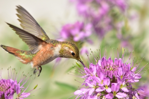 Rufus Hummingbird with flower