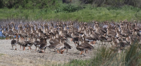 A flock of greater white-fronted geese standing on a levee.